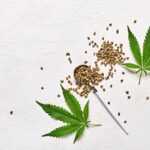 Czym wyróżniają się producenci jak Barney’s Farm, DNA Genetics i Humboldt Seed Organization?