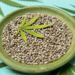 Czym są linie F1, BX i IBL w kontekście nasion marihuany? Podstawy genetyczne dla kolekcjonerów