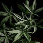 Odmiany marihuany o podwyższonej zawartości CBD – przegląd i zastosowanie